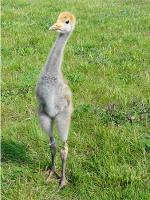 Yellow White Blue on 12th June 2012 Yellow White Blue on 12th June 2012